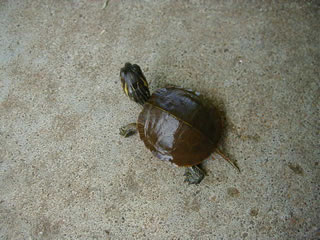 baby painted turtle