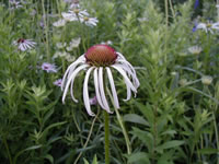 pale coneflower