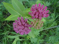 purple milkweed