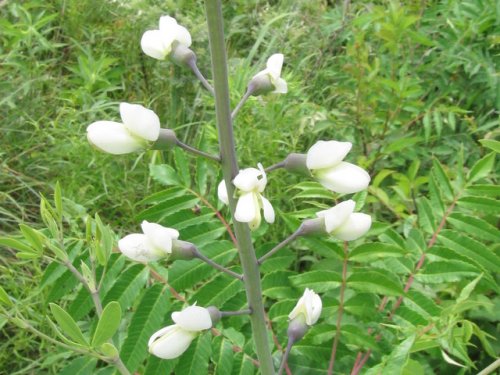 White Wild Indigo (White Wild Indigo)