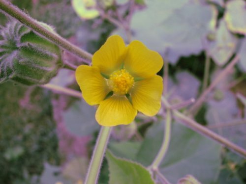 Velvet-leaf (Velvet-leaf)