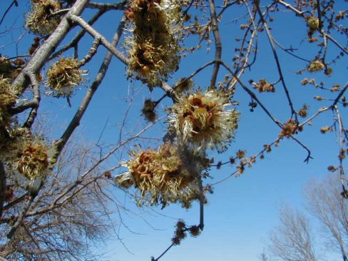 Silver Maple (Silver Maple)
