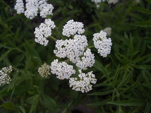 Western Yarrow (Western Yarrow)