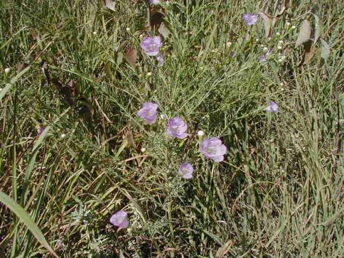 Tall False Foxglove (Tall False Foxglove)