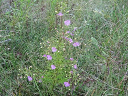Slenderleaf False Foxglove (Slenderleaf False Foxglove)