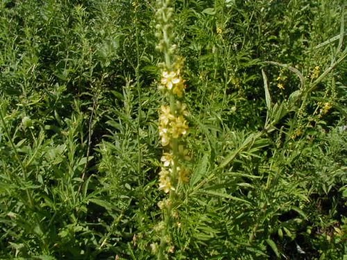 Smallflower Agrimony (Smallflower Agrimony)