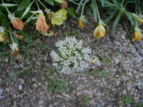 Canada Onion (Canada Onion)