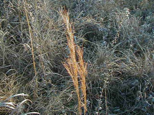 Broomsedge Bluestem (Broomsedge Bluestem)