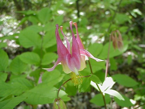 Red Columbine (Red Columbine)
