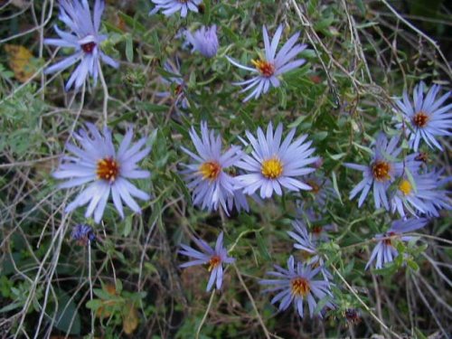 Aromatic Aster (Aromatic Aster)