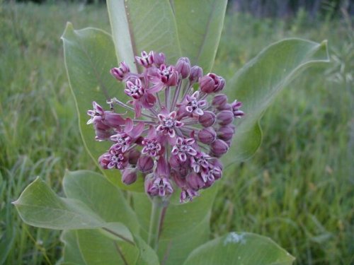 Common Milkweed (Common Milkweed)