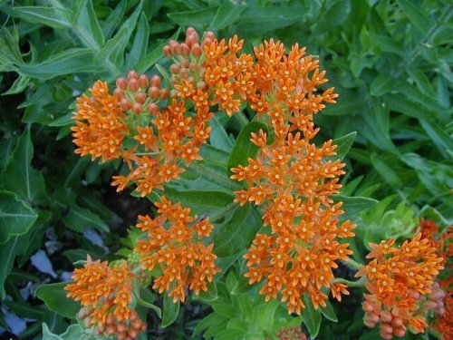 Butterfly Milkweed (Butterfly Milkweed)