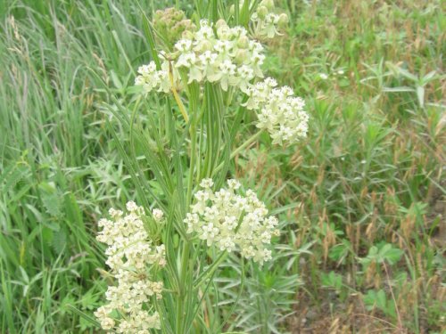 Whorled Milkweed (Whorled Milkweed)