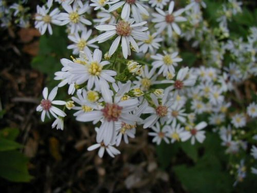 Drummond's Aster (Drummond's Aster)