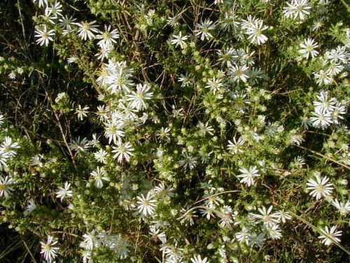 Heath Aster (Heath Aster)