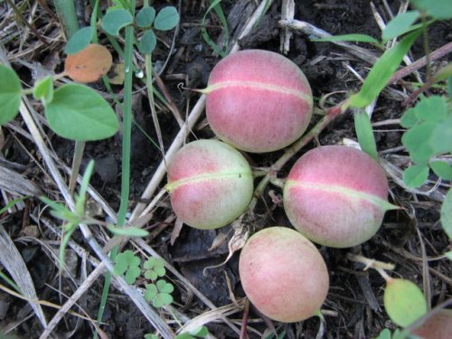 Ground Plum Milkvetch (Ground Plum Milkvetch)