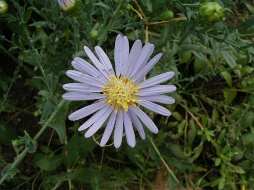 Smooth blue aster (Smooth blue aster)