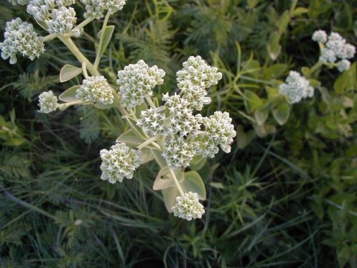 Tuberous Indian Plantain (Tuberous Indian Plantain)
