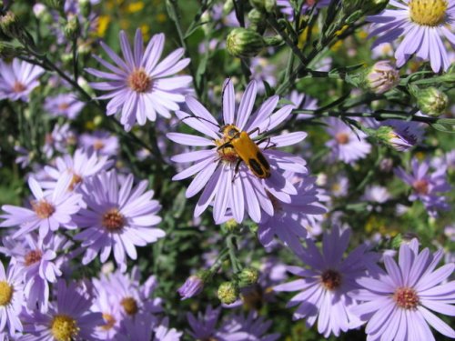 Smooth blue aster (Smooth blue aster)