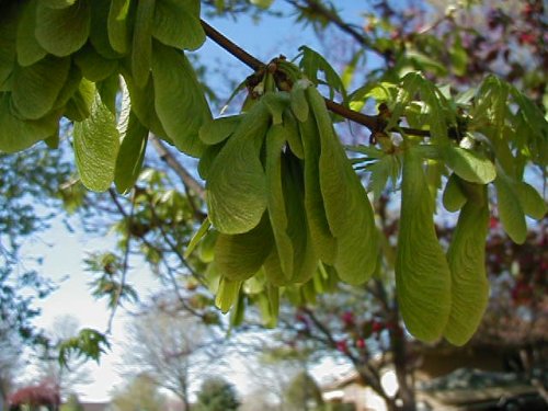 Silver Maple (Silver Maple)