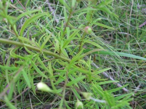 Slenderleaf False Foxglove (Slenderleaf False Foxglove)