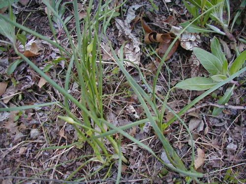 Canada Onion (Canada Onion)