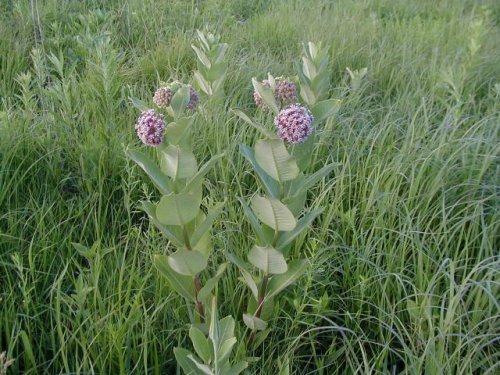 Common Milkweed (Common Milkweed)