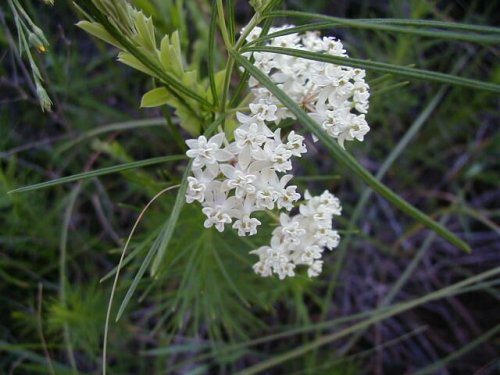 Whorled Milkweed (Whorled Milkweed)