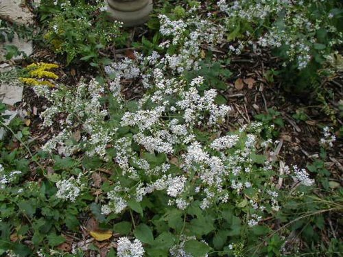 Drummond's Aster (Drummond's Aster)