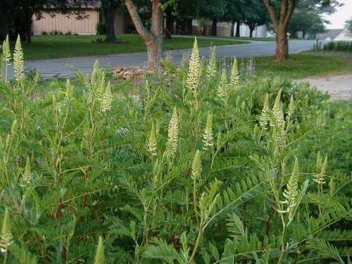 Canada Milkvetch (Canada Milkvetch)