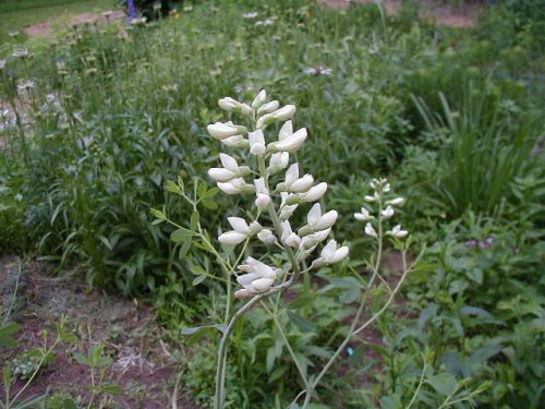 White Wild Indigo (White Wild Indigo)