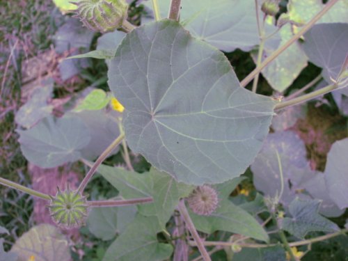 Velvet-leaf (Velvet-leaf)