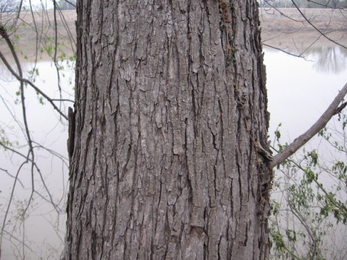 Silver Maple (Silver Maple)