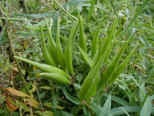 Swamp Milkweed (Swamp Milkweed)