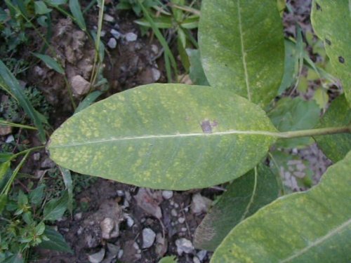 Purple Milkweed (Purple Milkweed)