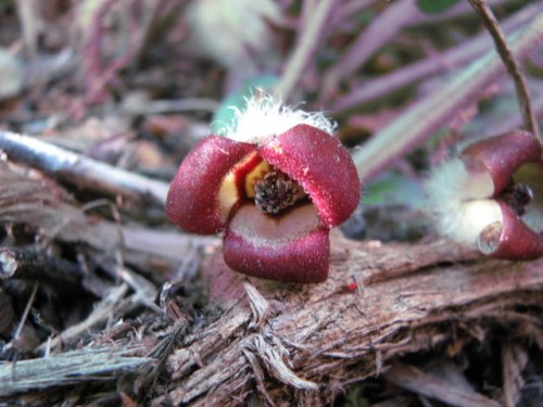 Canada Wild Ginger (Canada Wild Ginger)