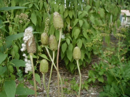 Tall Anemone (Tall Anemone)