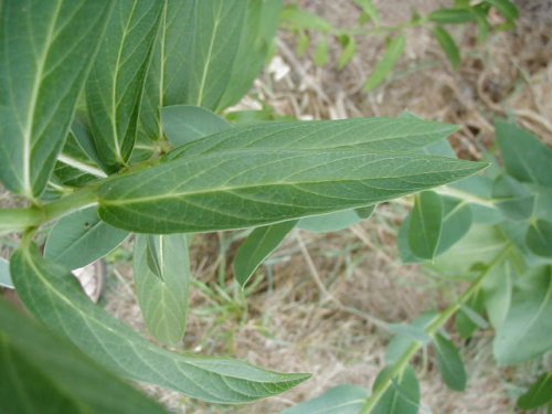Swamp Milkweed (Swamp Milkweed)