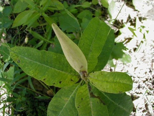 Purple Milkweed (Purple Milkweed)