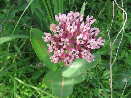 Smooth Milkweed (Smooth Milkweed)