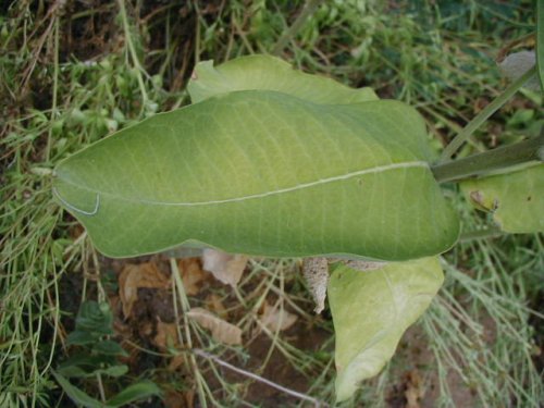 Common Milkweed (Common Milkweed)