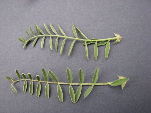 Ground Plum Milkvetch (Ground Plum Milkvetch)