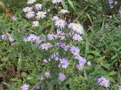 Smooth blue aster (Smooth blue aster)