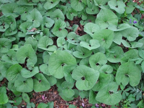 Canada Wild Ginger (Canada Wild Ginger)