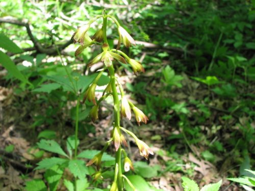 puttyroot (puttyroot)