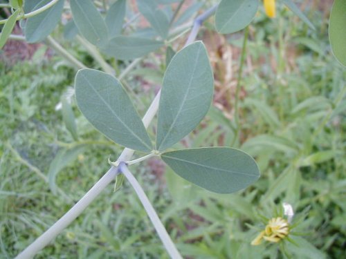 White Wild Indigo (White Wild Indigo)