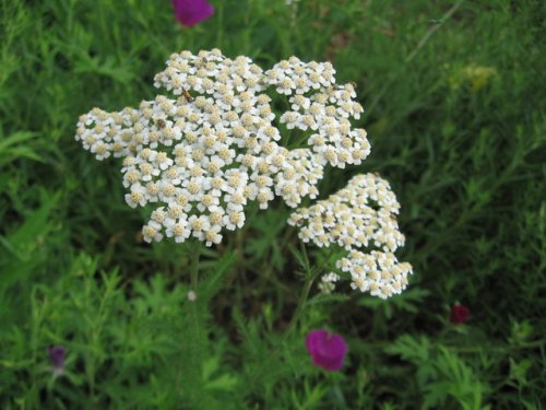 Western Yarrow (Western Yarrow)
