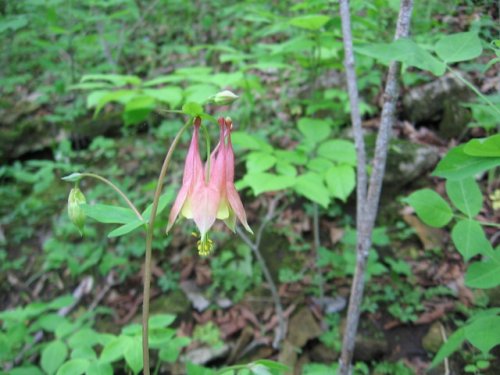 Red Columbine (Red Columbine)