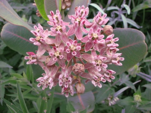 Smooth Milkweed (Smooth Milkweed)