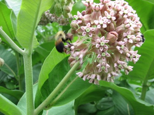 Common Milkweed (Common Milkweed)